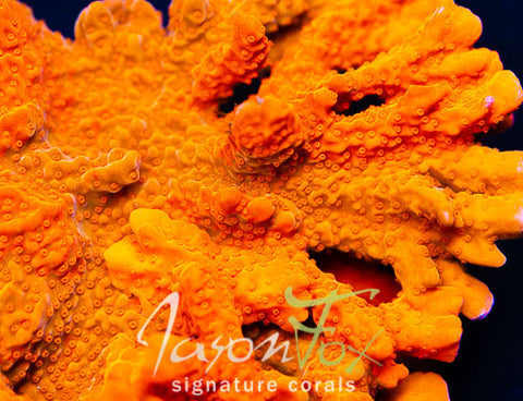 Jason Fox Red Hot Montipora Setosa – Jason Fox Signature Corals