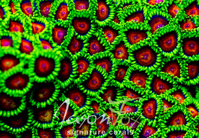 CC SPITFIRE ZOANTHIDS