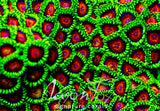 CC SPITFIRE ZOANTHIDS