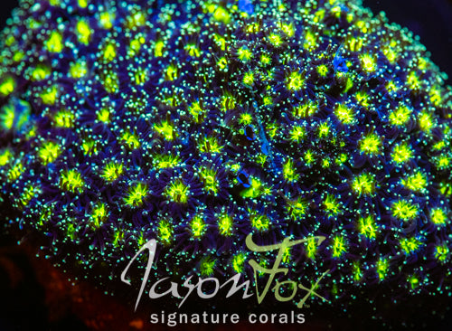 JF ALIEN EYE GALAXIA