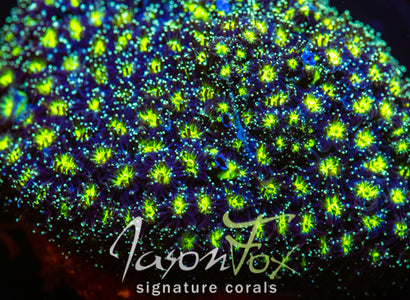 JF ALIEN EYE GALAXIA