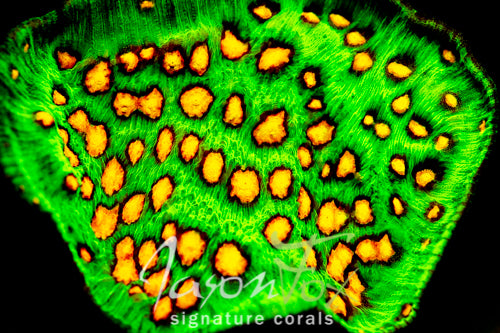 Jason Fox Raja Rampage