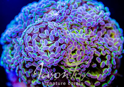 JASON FOX HOLOGRAM HAMMER