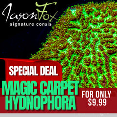 JF MAGIC CARPET HYDNOPHORA EXCESSA ( LIMIT 1 - MUST BUY ANOTHER CORAL FROM THE WEBSITE TO GET THE $9.99 DEAL )