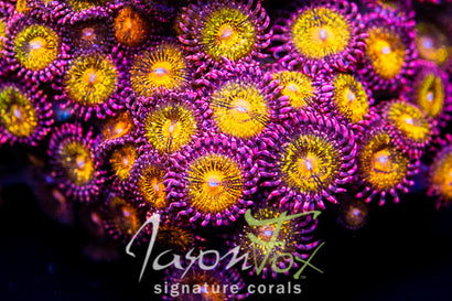 MOHICAN SUN ZOANTHIDS