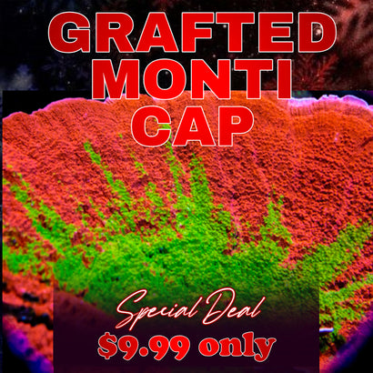 WWC GRAFTED MONTIPORA CAP ( LIMIT 1 - MUST BUY ANOTHER CORAL FROM THE WEBSITE TO GET THE $9.99 DEAL )