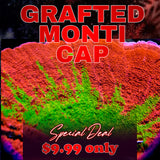 WWC GRAFTED MONTIPORA CAP ( LIMIT 1 - MUST BUY ANOTHER CORAL FROM THE WEBSITE TO GET THE $9.99 DEAL )