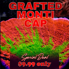 WWC GRAFTED MONTIPORA CAP ( LIMIT 1 - MUST BUY ANOTHER CORAL FROM THE WEBSITE TO GET THE $9.99 DEAL )