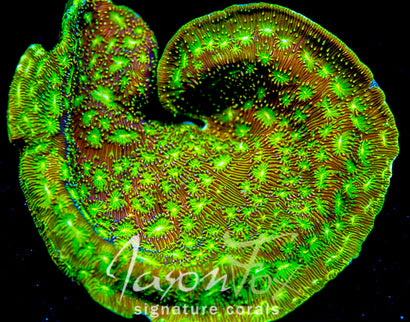 JASON FOX FUNNY FARM LEPTO