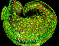 JASON FOX FUNNY FARM LEPTO( LIMIT 1 - MUST BUY ANOTHER CORAL FROM THE WEBSITE TO GET THE $9.99 DEAL )