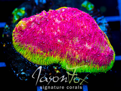 JASON FOX FIRE ISLAND LEPTO – Jason Fox Signature Corals