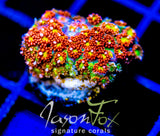 JF KALEIDOSCOPE GONI