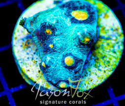 JF SUNNY SIDE CHALICE