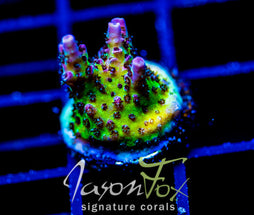 JF STRAWBERRY WINE ACRO