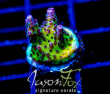 JF STRAWBERRY WINE ACRO