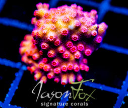 JF PINK BRANCHING CYPHASTREA