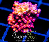 JF PINK BRANCHING CYPHASTREA