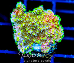 JF GRAFTED SUN MONTI