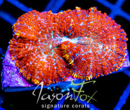 JF SUPERMAN MUSHROOM