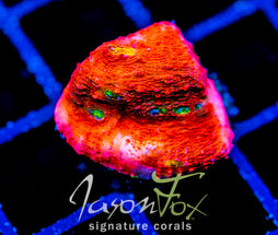 JF PINK BOOBIES CHALICE