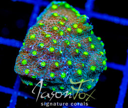 JF LIME TIME ASTREOPORA