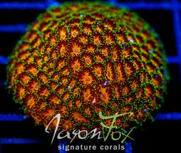 JF ELUSIVE ORANGE LEPTASTREA XL FRAG