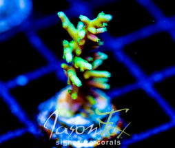 JF GREEN DRAGON ACRO