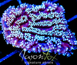 JF HYPNOTIC HYDNO XL FRAG