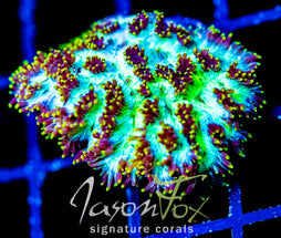 JF MAGIC CARPET HYDNO