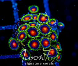 JF DRAGON EYES ZOAS