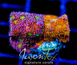 IJAM SPLIT DECISION LITHO