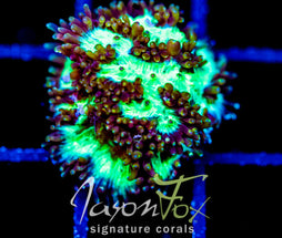 JF HIGHLIGHTER GREEN HYDNO