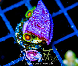 JF PURPLE MONTI CAP COMBO