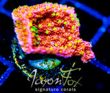 TYREE SETTING SUN MONTI CAP