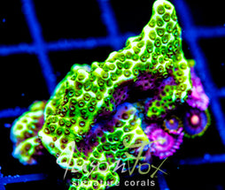 ORA SPONGODES MONTI COMBO