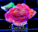 JF SEVEN HEAVENS MONTI COMBO