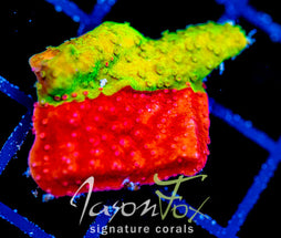 WWC GRAFTED TURBICULATA