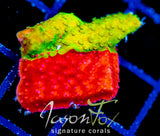 WWC GRAFTED TURBICULATA