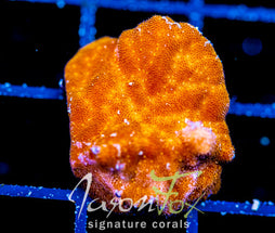 JF ORANGE BRANCHING PSAMMACORA