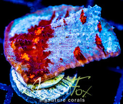 JF RED HELLSPAWN CHALICE