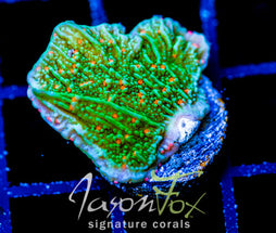 JF VOLCANIC ERUPTION MONTI