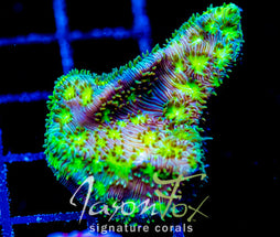 JF FUNNY FARM LEPTO XL FRAG