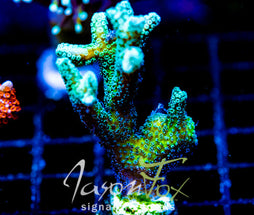 JF ENCHANTED FOREST BN