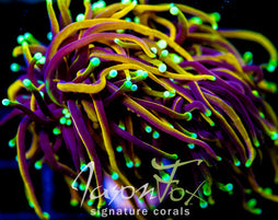 CC 21 TAILS TORCH XL FRAG