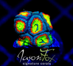 F2M HOLY GRAIL MICROMUSSA