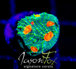 TYREE BUBBLE GUM MONSTER CHALICE