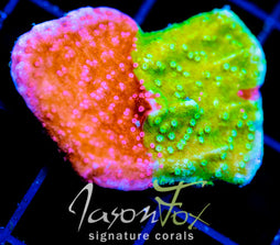 WWC GRAFTED TURBICULATA