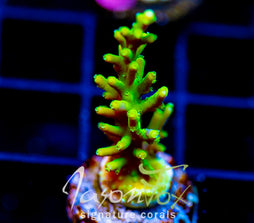 JF GREEN DRAGON ACRO