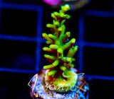 JF GREEN DRAGON ACRO