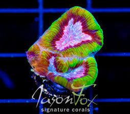 JF GROOVY GONIASTREA